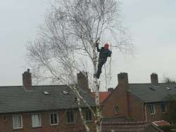 bomen rooien